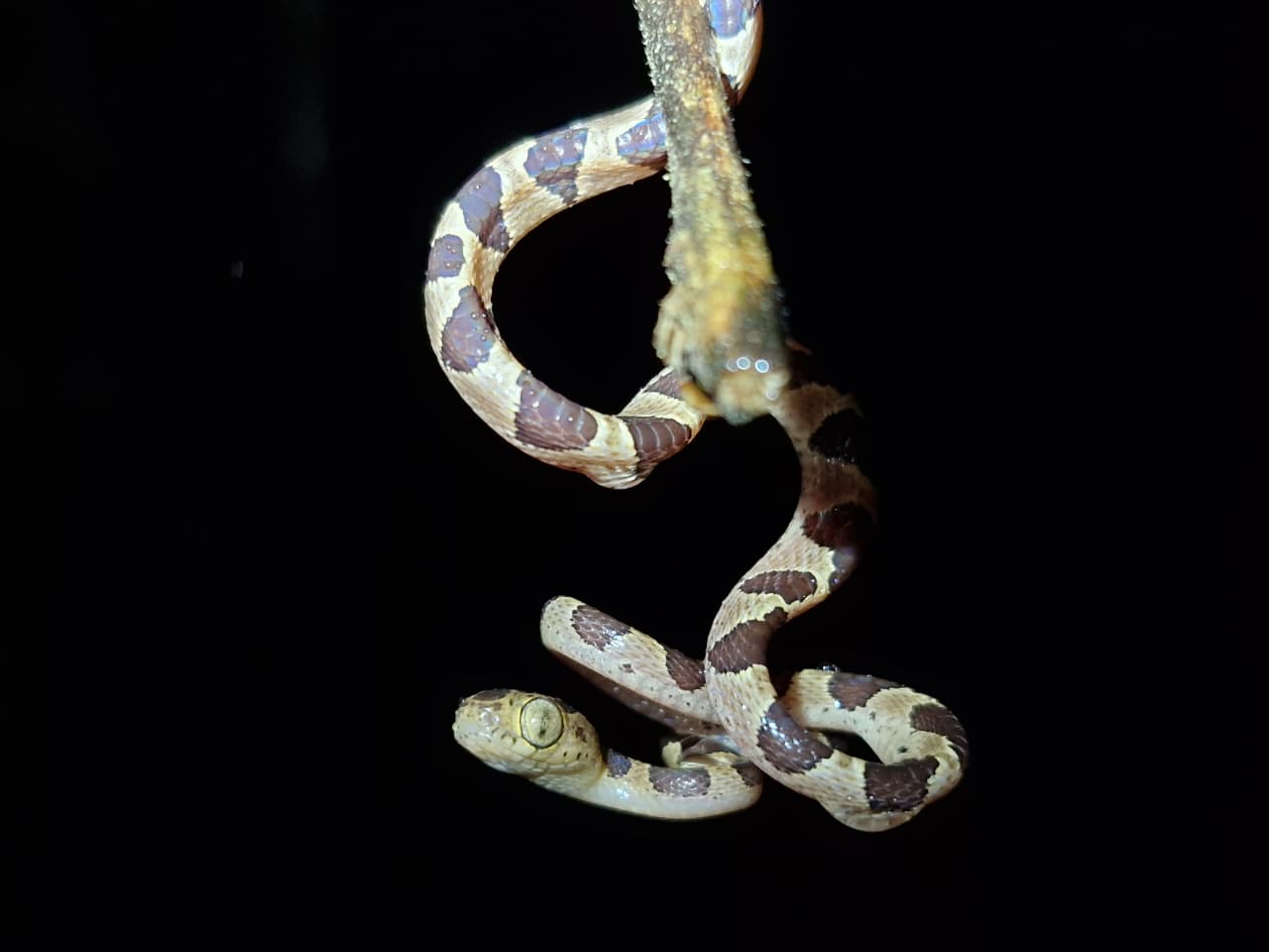 Snake at night